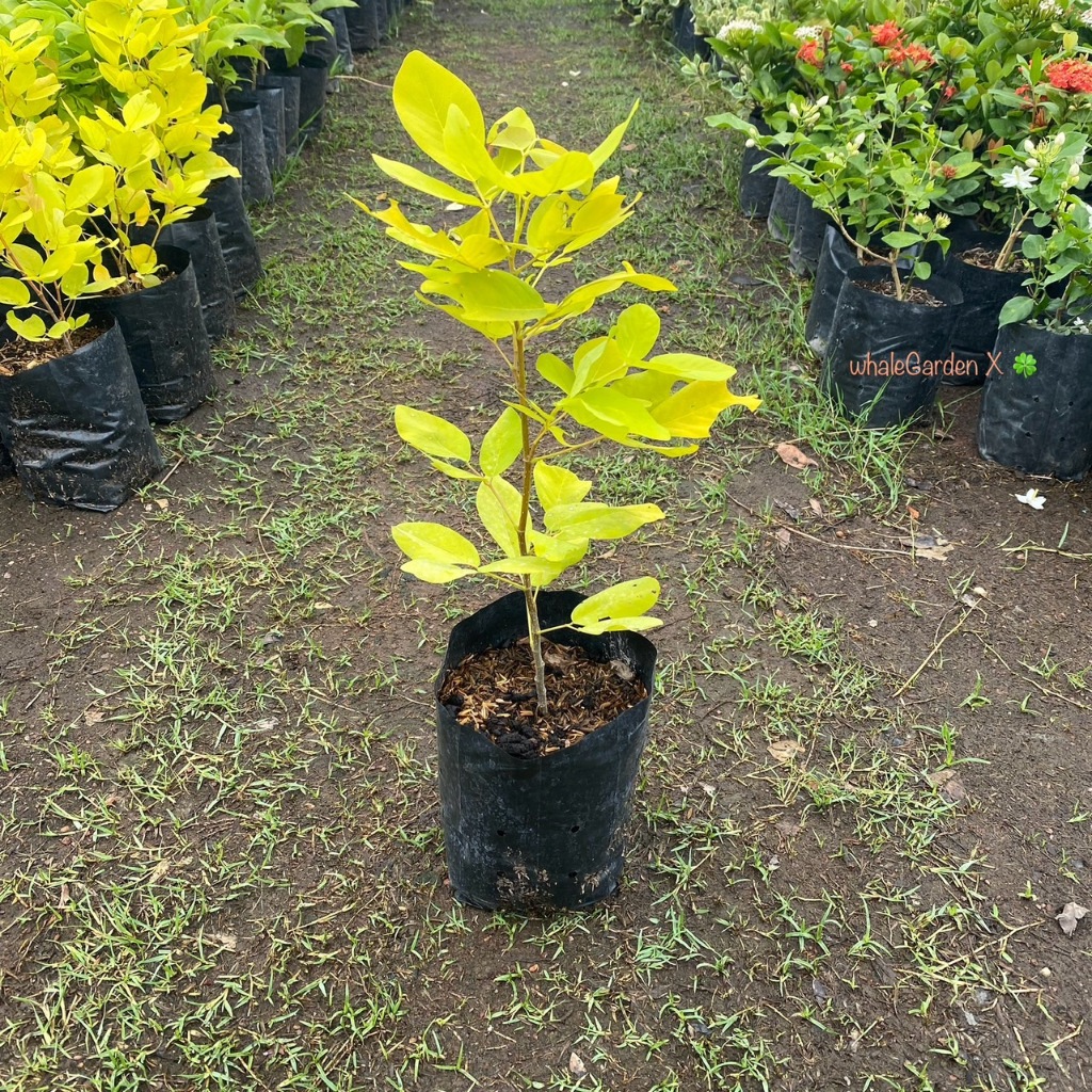 ทองนพเก้า ต้นทองนพเก้า ชะแมบทอง Horse Bush ไม้ประดับ ใบสีสวยอร่าม (รับประกัน ส่งใหม่ฟรี หากสินค้าเเสียหาย!!)