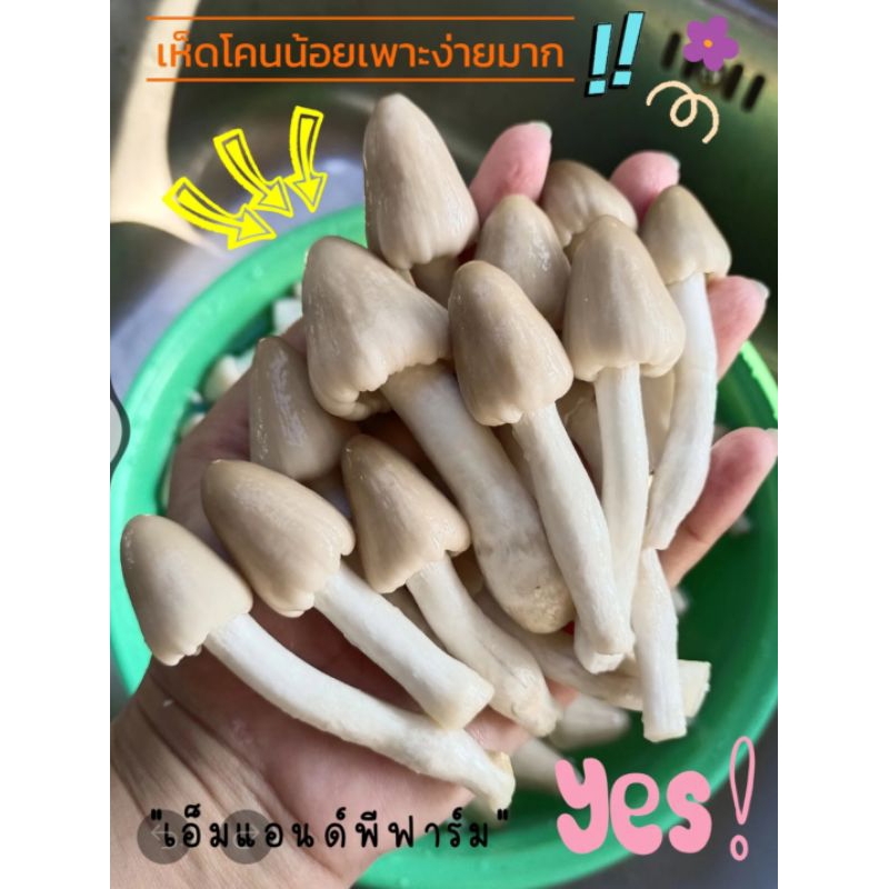 เห็ดโคนน้อย 20 ก้อน พร้อมคู่มือเพาะเลี้ยง