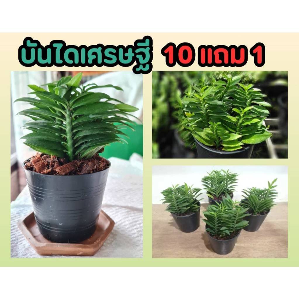 บันไดเศรษฐี​  ไม้มงคล ต้นว่านตีนตะขาบ​ ร่ำรวย ไม้ประดับ​ สมุนไพร​ ต้นไม้ ฟอกอากาศ จัดสวน แต่งบ้าน วางโต๊ะทำงาน ปลูกง่าย