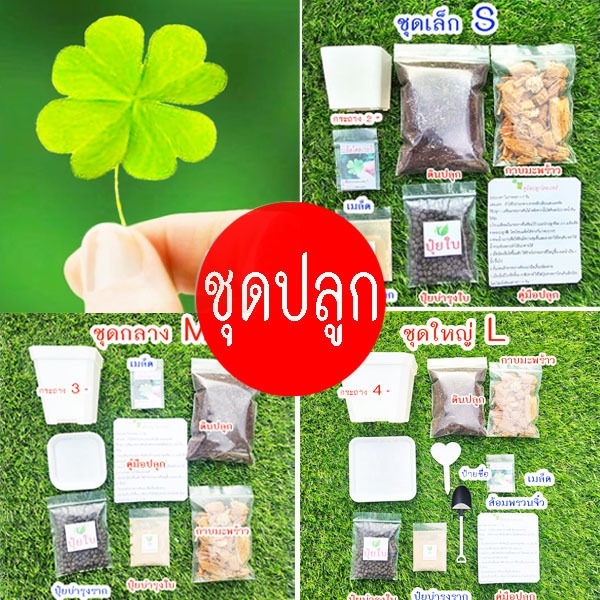 ชุดปลูกใบโชคดี(Lucky Clover)🍀10แถม1!!🎯ถูกที่สุด38บ.🎯ชุดพร้อมปลูกใบโชคดี 4 แฉก 3 ขนาด🍀ชุดปลูกออร์แกนิกส์
