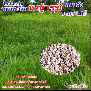 #เมล็ดหญ้ารูซี่ 1kg. พร้อมปลูกเดือน ม.ค.ปี69 #รูซี่เลี้ยงวัว #หญ้ารูซี่ #ruzigrass #เกรียงศักดิ์พันธุ์หญ้าสกลนคร