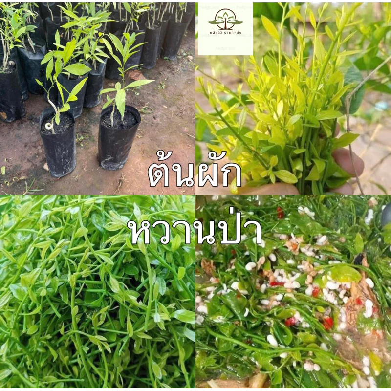 ต้น ผักหวาน ป่า ยอดสีทอง ขนาด15-20เซน แข็งแรงพร้อมปลูกลงดินแล้ว🔥❤️‍🔥🌸