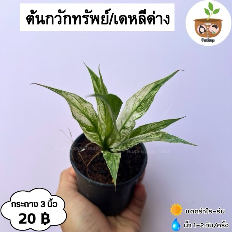 ต้นกวักทรัพย์/เดหลีด่าง จัดส่ง 2 ต้นขึ้นไป คละแบบได้