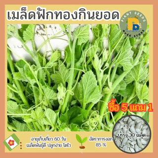 เมล็ดพันธุ์ฟักทองกินยอด แบ่งขาย 30 เมล็ด เมล็ดพันธุ์ดี ปลูกง่าย โตไว (ซื้อ 5 แถม 1)