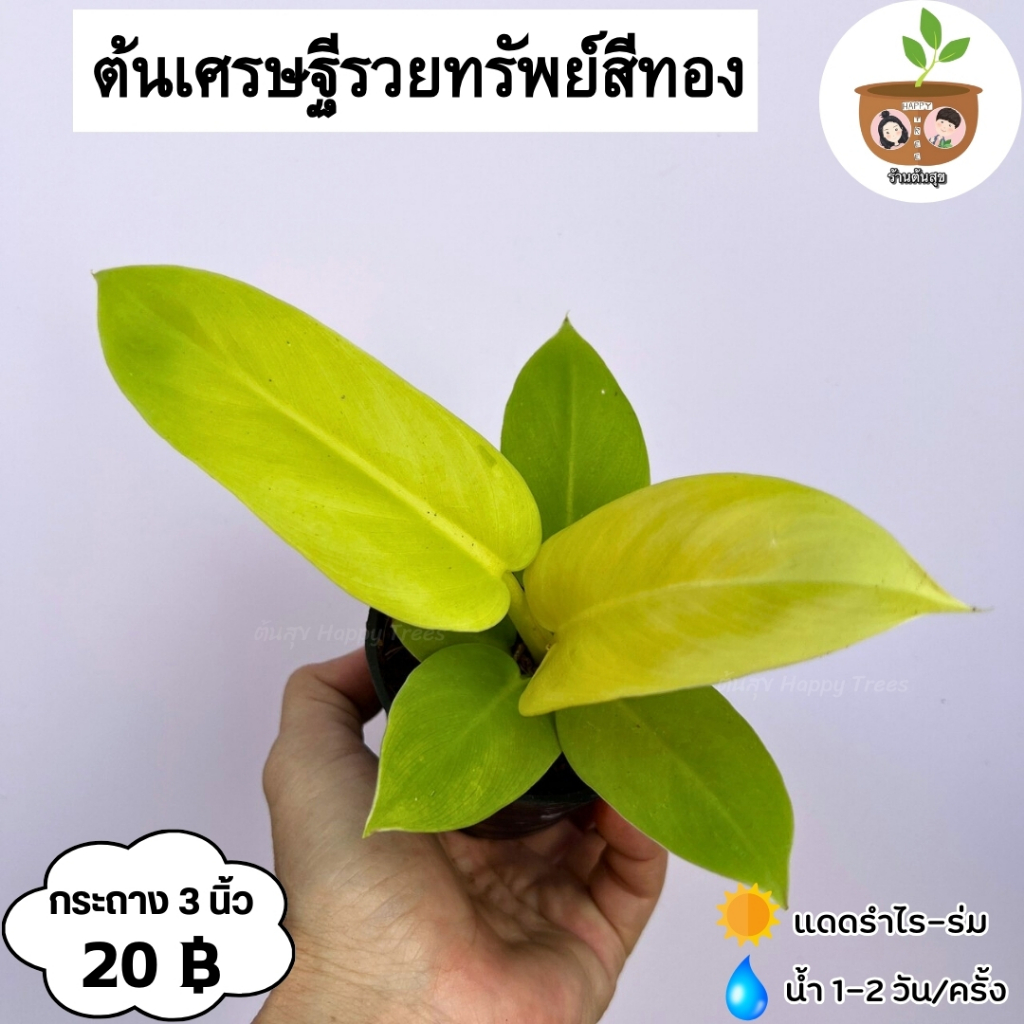 ต้นเศรษฐีเงินหนา จัดส่ง 2 ต้นขึ้นไป คละแบบได้