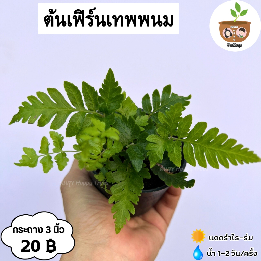 ต้นเฟิร์นเทพพนม จัดส่ง 2 ต้นขึ้นไป คละแบบได้