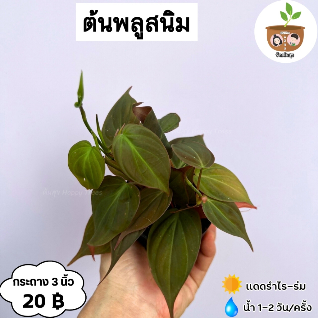 พลูสนิม จัดส่ง 2 ต้นขึ้นไป คละแบบได้