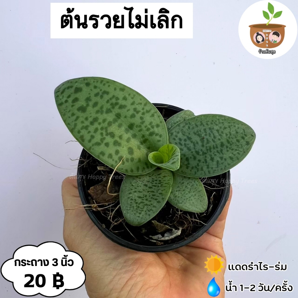 ต้นรวยไม่เลิก จัดส่ง 2 ต้นขึ้นไป คละแบบได้