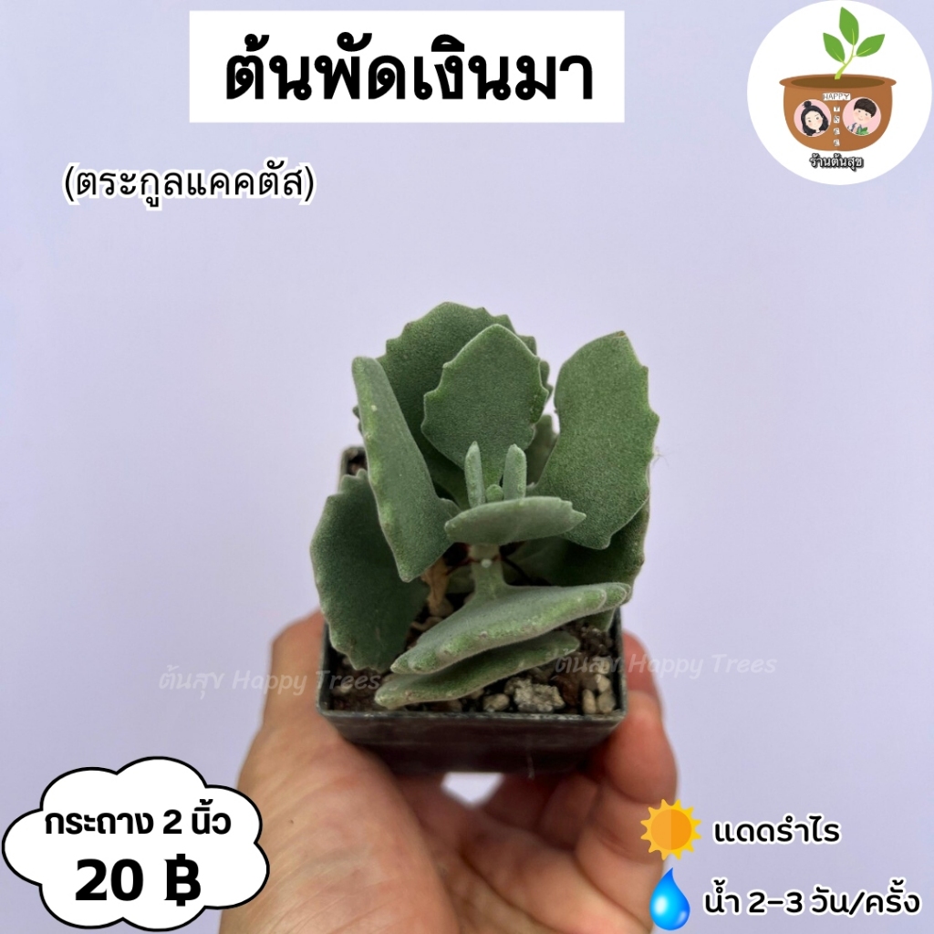 ต้นพัดเงินมา จัดส่งที่ 2 ต้นขึ้นไป คละแบบได้