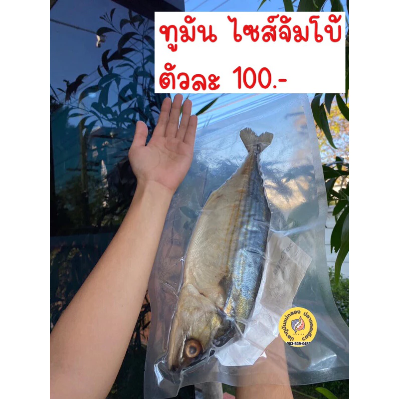 ปลาทูมันไซส์ ใหญ่จัมโบ้ เกรดพรีเมียม ไม่เค็ม
