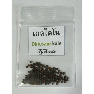 เมล็ดพันธุ์ เคลไดโน 100 เมล็ด [ 10แถม2 ]คละได้