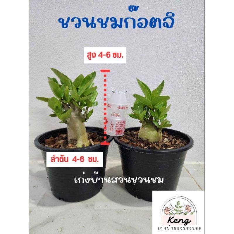 ชวนชมก๊อตจิ (Arabicum Gotji)