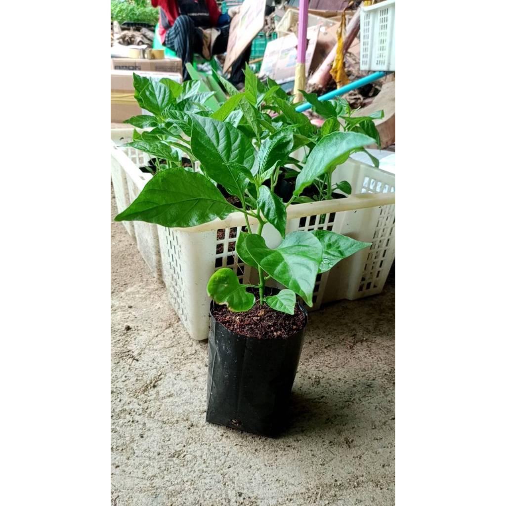 ต้นพันธุ์ พริกแคโรไลน่า ถุงดำพร้อมปลูก  69 บาท  ต้นแข็งแรงแล้ว