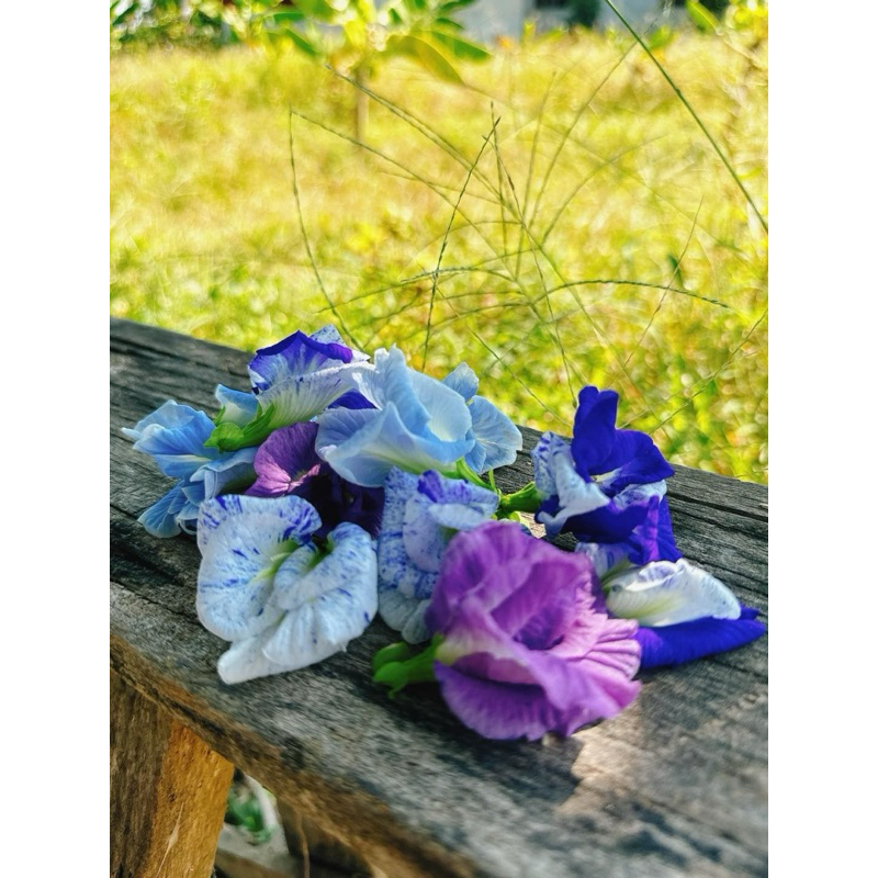 ต้นกล้าอัญชัน ต้นอัญชัน อันชัน อัญชันลาย อัญชัญสีพาสเทล ดอกไม้กินได้