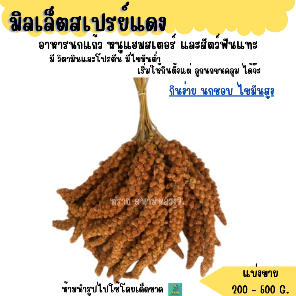 อ่านก่อนซื้อ..มิลเล็ตสเปรย์ (แบ่งขาย 200-500G.) อาหารนกแก้ว หนูแฮมสเตอร์ และสัตว์ฟันแทะ