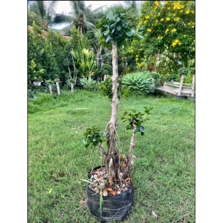 ต้นช้อนเงินช้อนทอง ขนาดจริงตามรูปสูง 90-120 cm งาน3-6พุ่ม ขึ้นไป(แม่ค้าคัดสวยๆให้ค่ะ) ไม้มงคล ฟอกอากาศได้ ดีไซต์สวย