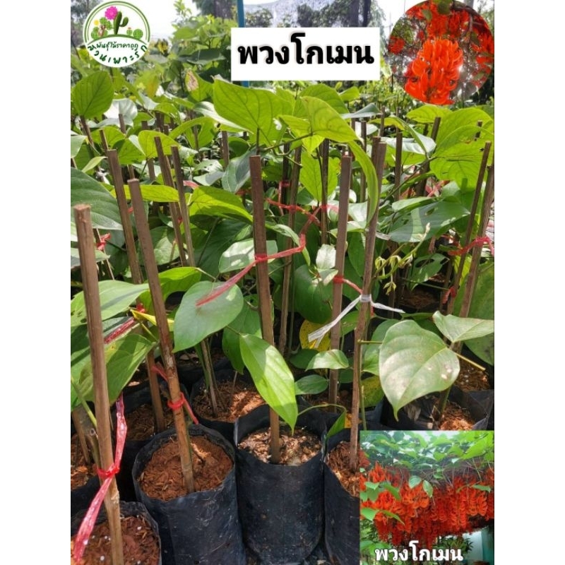 ต้นพวงโกเมน ดอกสีส้มสดใส