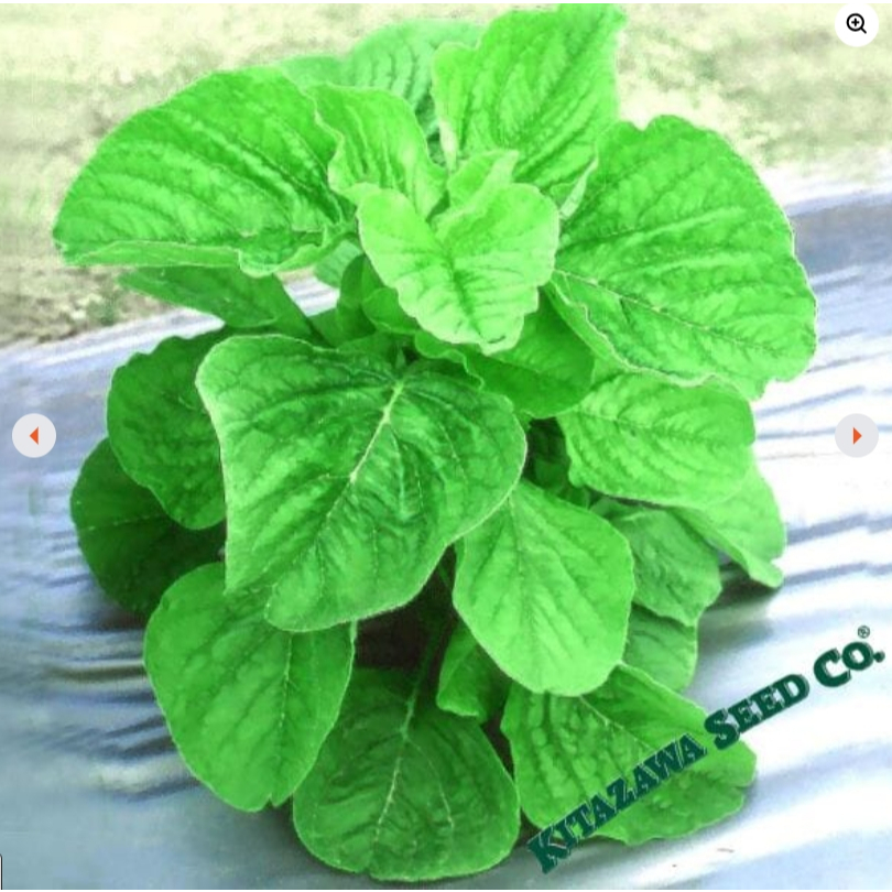 ผักโขมอบชีส10แถม1!!ถูกที่สุด 10 บ.เมล็ดพันธุ์ผักโขมอบชีส รูปที่ 2