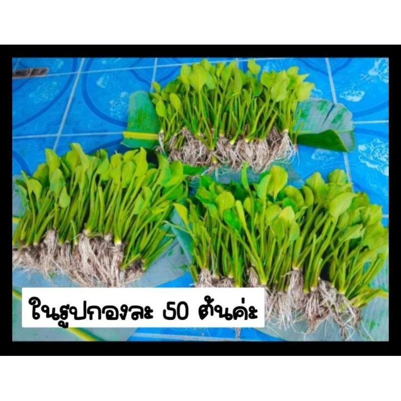 ต้นพันธุ์ก้านจอง ต้นพอดีปลูก 50ต้น