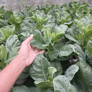 เมล็ดพันธุ์คะน้ามองโกเลีย ก้านใบตั้ง ต้นใหญ่ ใบหนา น้ำหนักดี สีเขียวสด นิยมนำมาประกอบอาหาร