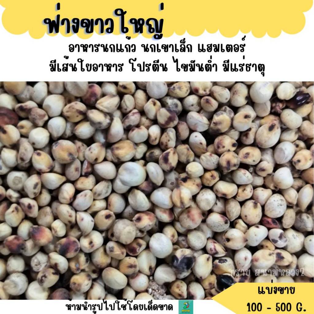 ฟ่างขาวใหญ่ (แบ่งขาย 200-500G.) อาหารนก อาหารแฮมเตอร์