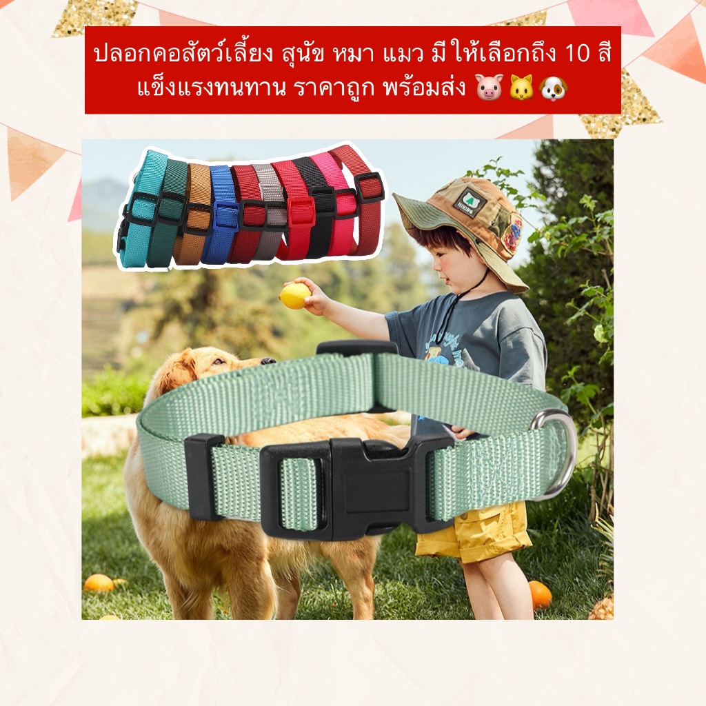 PP-1179 ปลอกคอสัตว์เลี้ยงสุดคิ้วท์ 🐶🐱🐷 ปลอกคอสีสดใส สวยเด่นจากระยะไกล แข็งแรง ทนทาน ราคาน่ารัก พร้อมส่ง 🚚✨