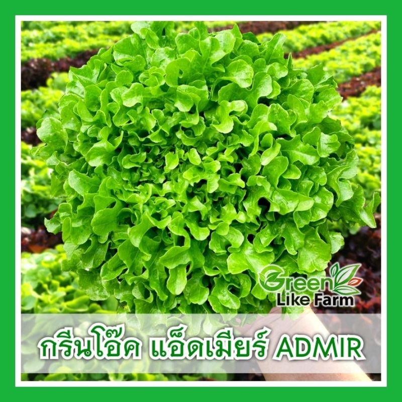 เมล็ดเคลือบ Enza ตัวใหม่ กรีนโอ๊ค แอ็ดเมียร์ Admir 1000 เมล็ด