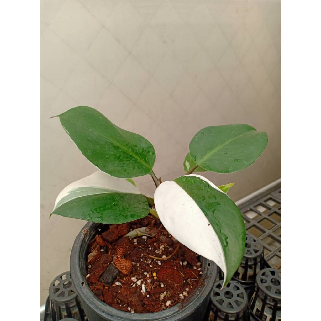 ฟิโลเดนดรอนไวท์ ไนท์ (Philodendron white knight) อัศวินขาว️️