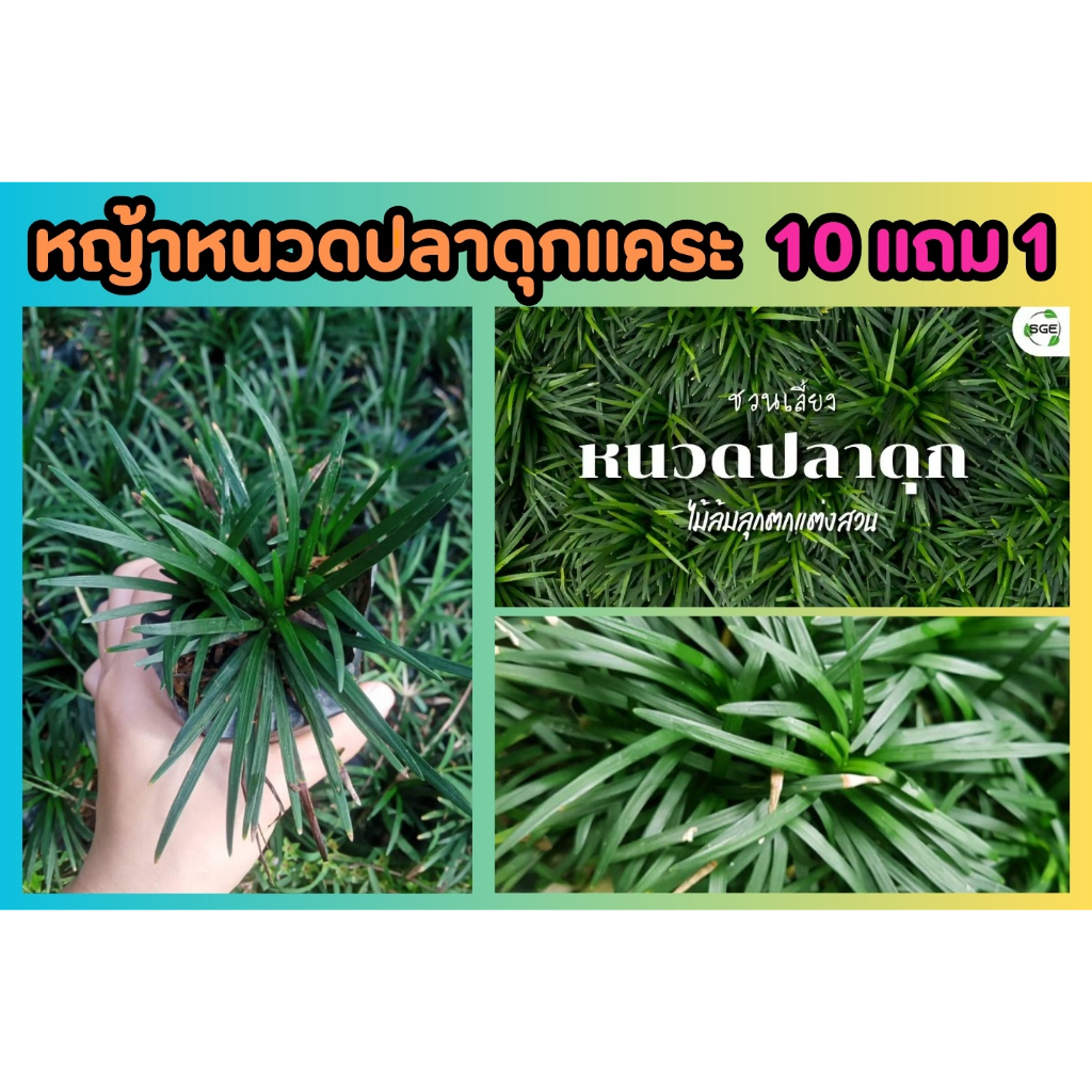 หญ้าหนวดปลาดุกแคระ​ .ปลูกง่าย จัดสวนในร่มทดแทนการปูหญ้า ไม้ประดับ​ สมุนไพร​ ต้นไม้ ฟอกอากาศ สวน จัดสวน แต่งบ้าน สวนครัว
