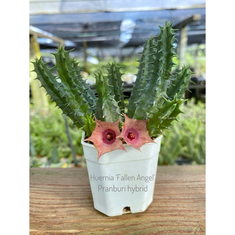 Huernia Fallen Angel Pranburi Hybrid