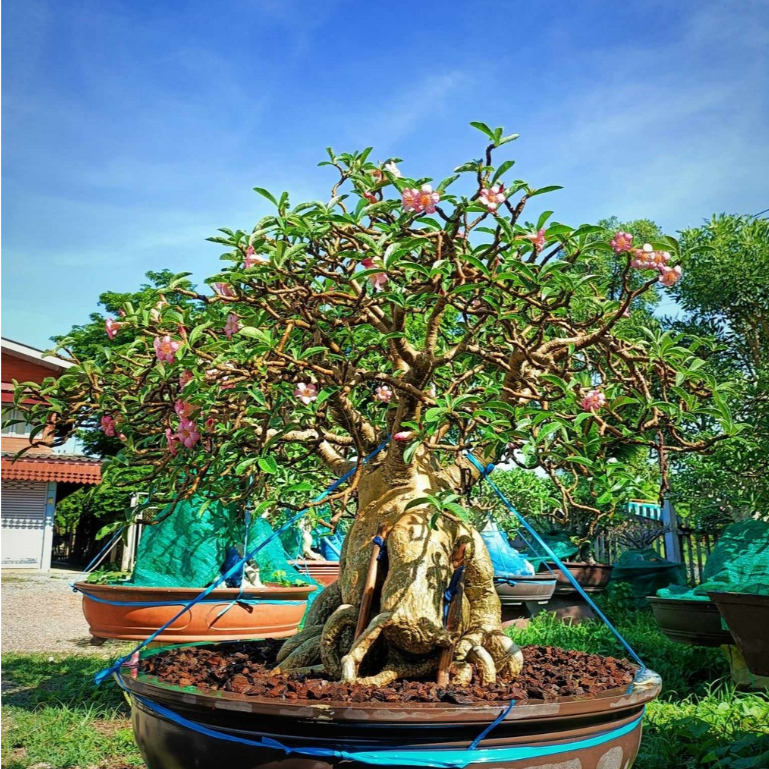 ชวนชม เพชรบ้านนา กระถาง70cm Adenium By-CHOKLURE