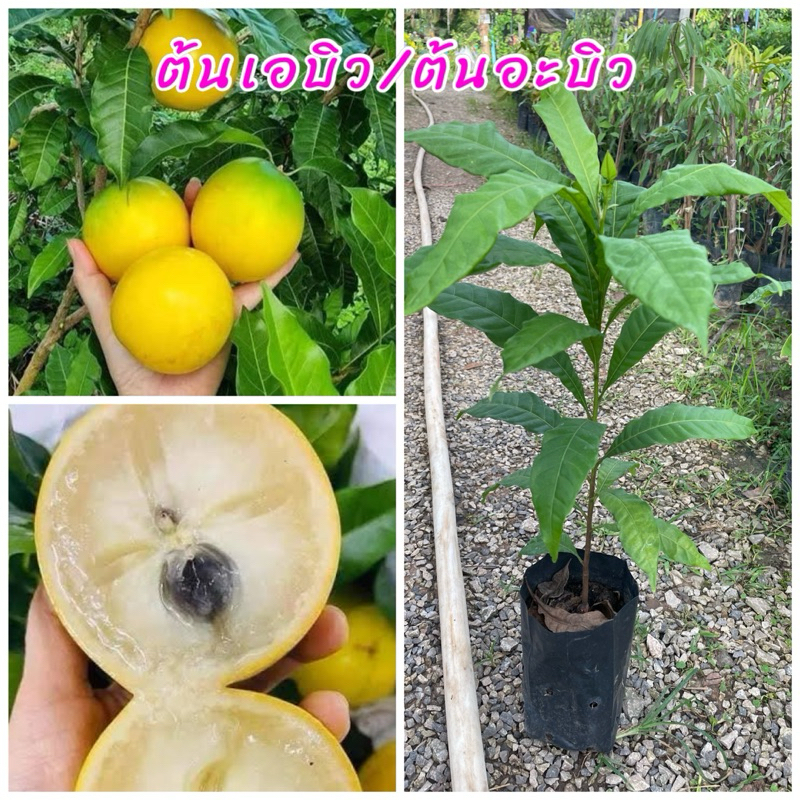 ต้นเอบิว หรือ อะบิว ผลไม้แปลกตา เนื้อคล้ายเยลลี่ รสชาติหวาน หอมอร่อย ขนาดต้น40ซม.