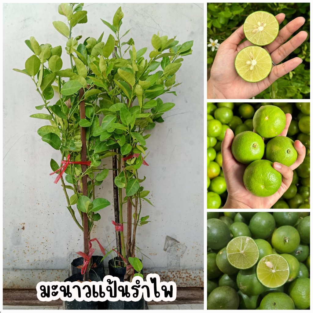 มะนาวแป้นรำไพ ขนาด 80-100 ซม. ลูกดก เปลือกบาง น้ำเยอะ รสเปรี้ยวจี๊ด