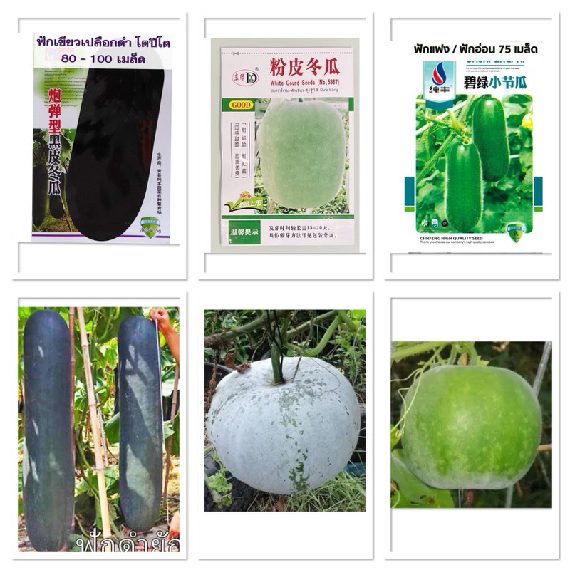 เมล็ด ( Wax Gourd ) ฟักดำยักษ์ ฟักหอม ฟักเขียวเปลือกดำตอปิโด ฟักแฟง 30เมล็ด / 80เมล็ด ฟัก