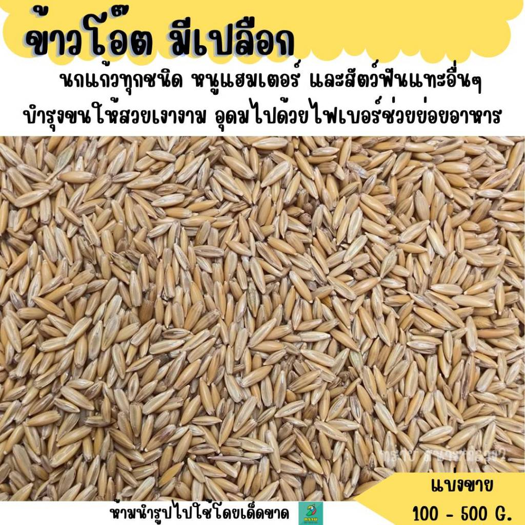ข้าวโอ๊ต มีเปลือก(แบ่งขาย 200-500G.) อาหารนก และสัตว์ฟันแทะ