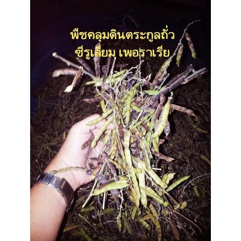 เมล็ดพันธุ์พืชคลุมดินซีรูเลียม ขนาด 250g