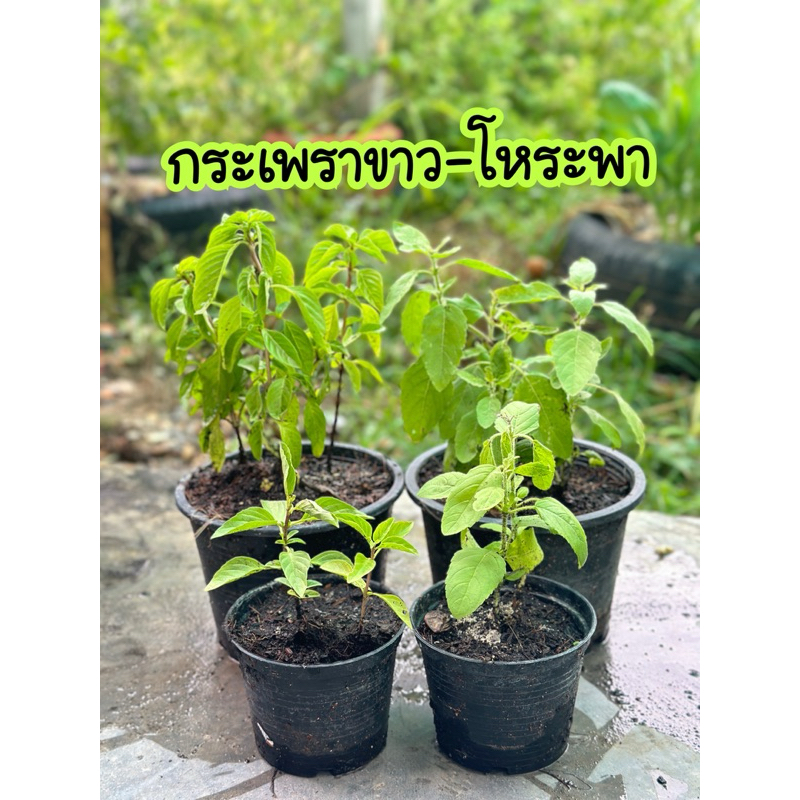 ต้นกระเพรา ต้นโหระพา  พร้อมประกอบอาหารได้