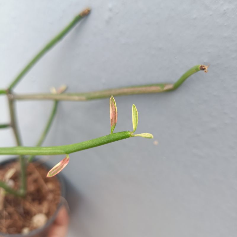 พญาไร้ใบด่างขาว ออกแดดเปลี่ยนเป็นสีชมพู (อ่านก่อนสั่งซื้อค่ะ) - รูปที่ 2