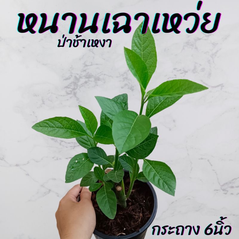 ต้นหนานเฉาเหว่ย (ป่าช้าเหงา) กระถาง 6นิ้ว