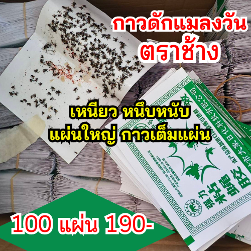 กาวดักแมลงวัน 100 แผ่น คุณภาพดี ราคาถูก!! ตราช้าง เหนียว หนึบหนับ แผ่นใหญ่ กาวเต็มแผ่น ของพร้อมส่ง จากโกดังในไทย