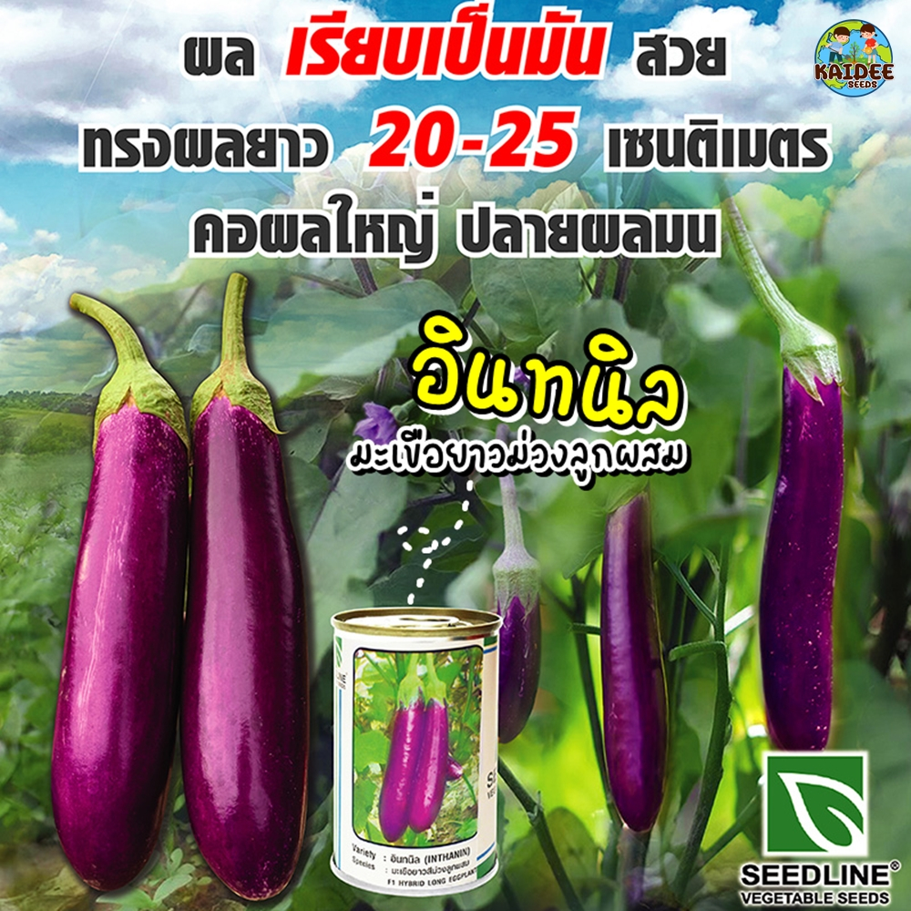 เมล็ดมะเขือยาวสีม่วง ลูกผสม อินทนิล ตราซีดไลน์ ขนาด20กรัม เมล็ดพันธุ์มะเขือยาวสีม่วง เมล็ดพันธุ์มะเขือยาวสีม่วง เมล็ดมะเ