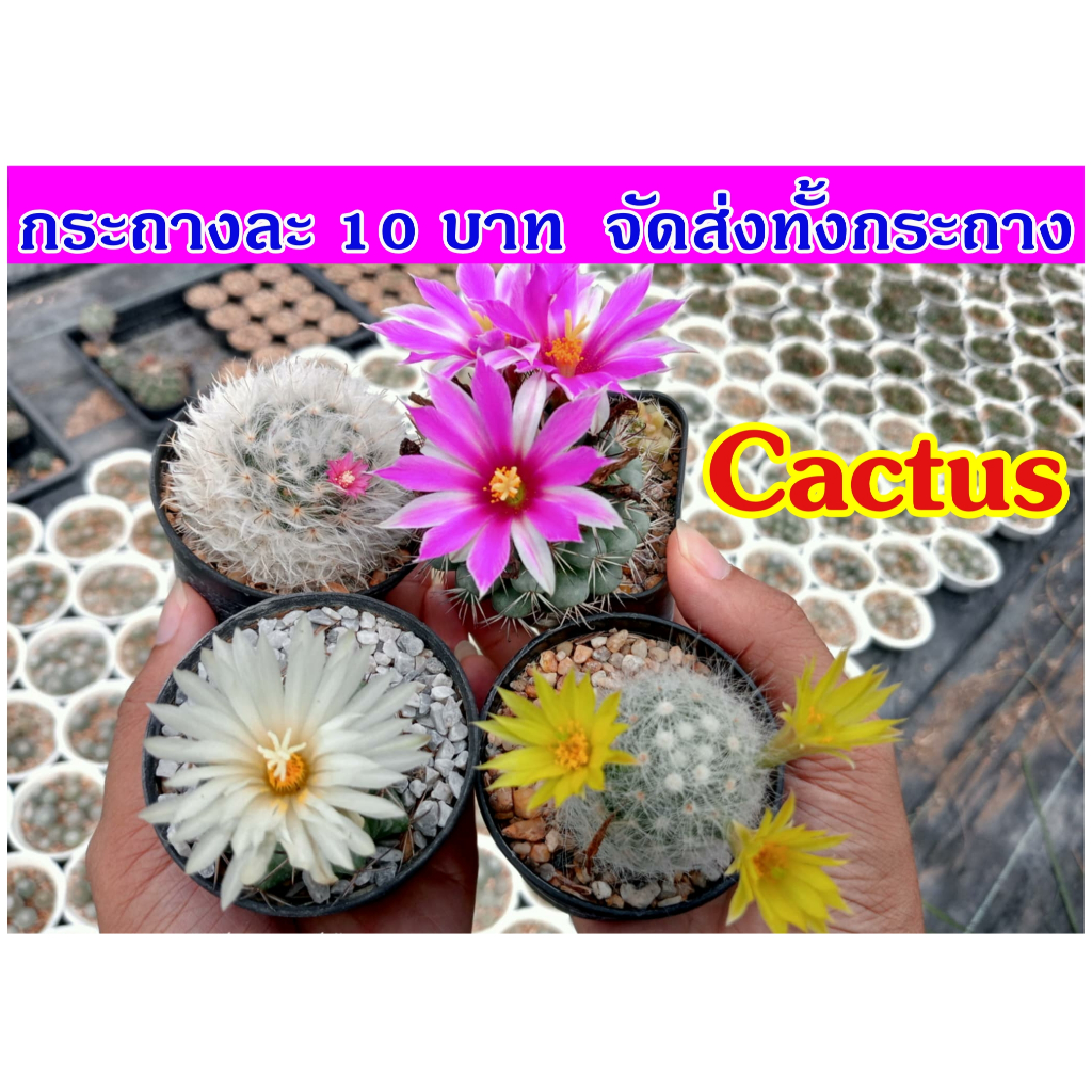 10 บาท แคคตัส กระบองเพชร ไม้อวบน้ำ ขนาด 3-5 ซม. (กระถาง2นิ้ว) ต้นละ 10-20 บาท จัดส่งทั้งกระถาง