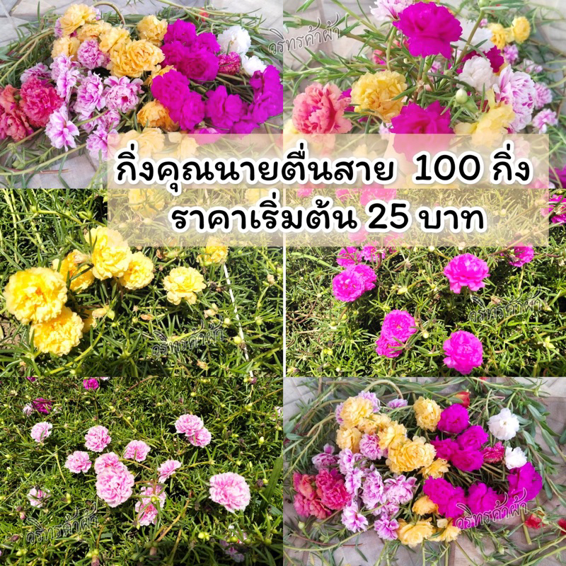 แพรเซี่ยงไฮ้ กิ่งพันธุ์ ตัดกิ่งยาวอวบ(คละทุกสี)กิ่งดอกคุณนายตื่นสาย