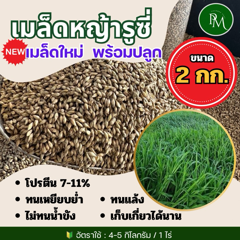 รูซี่ เมล็ดหญ้ารูซี่ 2 กิโลกรัม #พร้อมปลูก หญ้าลูซี่ หญ้าเลี้ยงสัตว์ หญ้า พันธ์ุหญ้า หญ้าเลี้ยงวัว