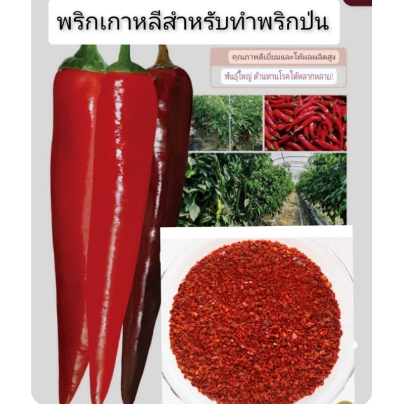พริกเกาหลี(เมล็ด) ใช้ทำพริกป่น/กิมจิ 10 เมล็ด