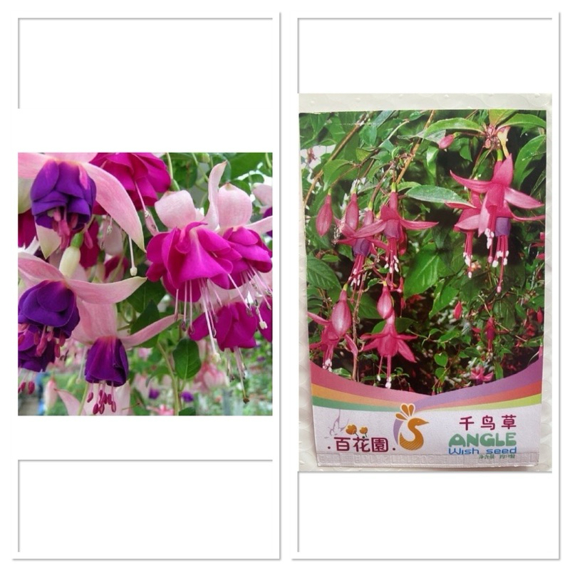 เมล็ดพันธุ์ ดอกไม้ ตุ้มหูนางฟ้า โคมญี่ปุ่น กลีบในสีม่วง กลีบชั้นนอกสีชมพู Fuchsia hybirds Seed บรรจุ 10 เมล็ด