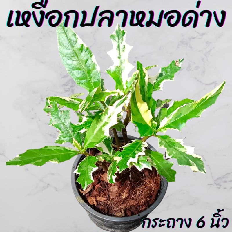 ต้นเหงือกปลาหมอด่าง กระถาง 6นิ้ว