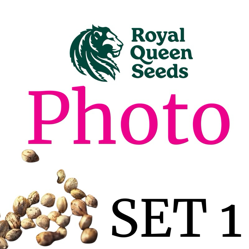 เมล็ดค่ายRoyal Queen seeds ของแท้1เดียวในประเทศไทยมีพร้อมส่งทันทีไม่ต้องรอพร้อมเเพคเกจออริจินอลมาให้เลือกหลากหลาย