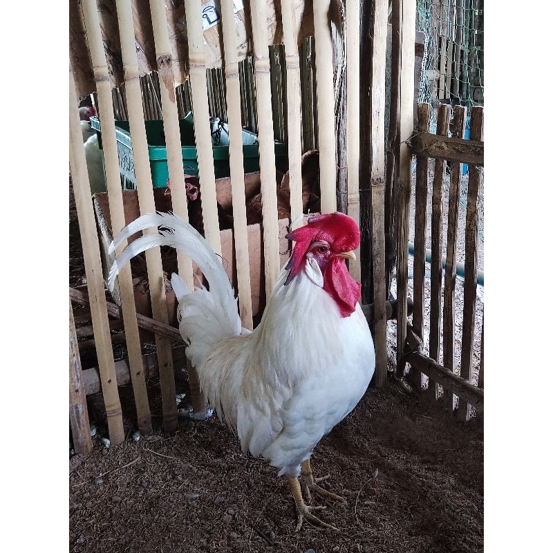 ไข่เชื้อไก่ไข่เล็กฮอร์น 🥚🐣โปรโมชั่นพิเศษวันนี้ 4 แถม 2🐣🐓