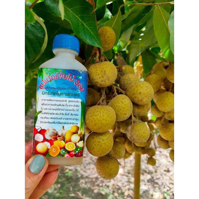 ซุปเปอร์จัมโบ้360 Amino-Gluco-Chitin ขยายผลใหญ่,โตไว,เร่งราก,ต้นแข็งแรง,ผลดก,ขั่วเหนียว ราคา ถูกที่สุด ดีลบีเคเค แกลเลอรีภาพที่ 4